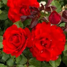 Remembrance Floribunda Rose (Rosa Remembrance) 3